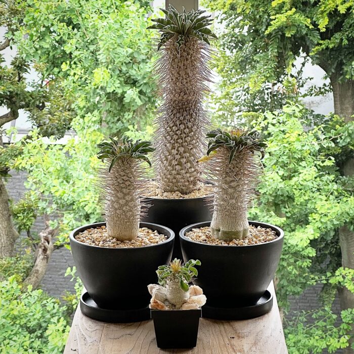 pachypodium namaquanum