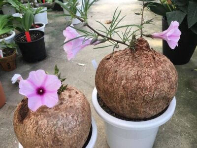 Growing ipomoea holubii