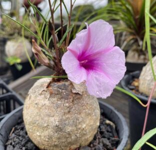 Ipomoea holubii for sale 