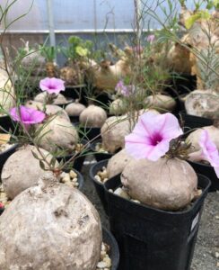 Ipomoea bolusiana