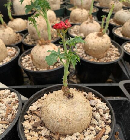 Jatropha berlandieri