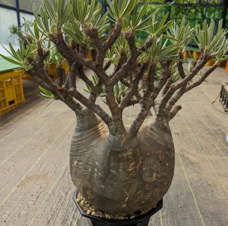 pachypodium gracilius for sale