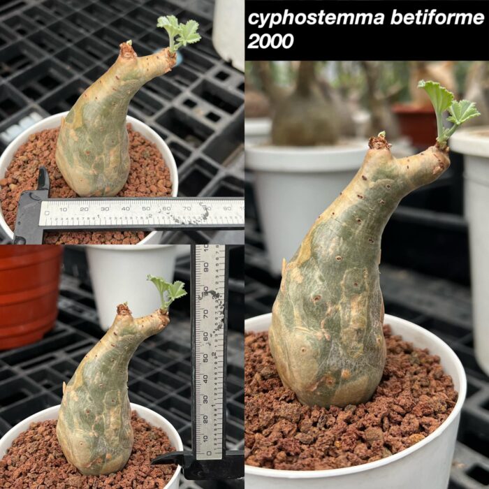 Growing cyphostemma betiforme