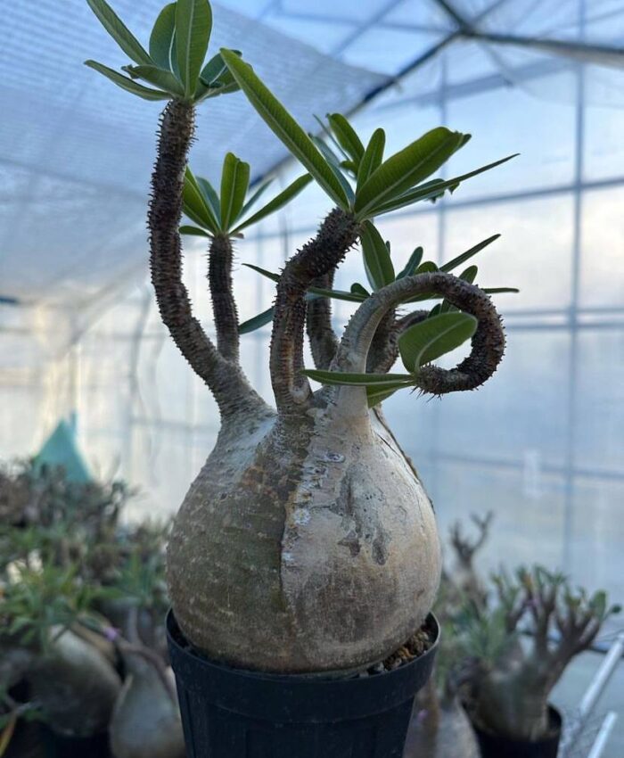 pachypodium gracilius