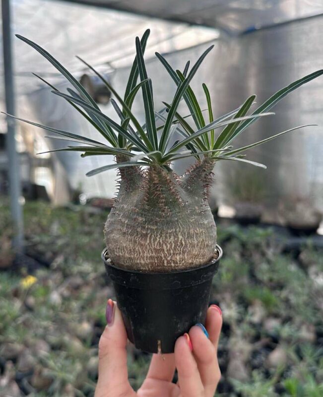 pachypodium gracilius