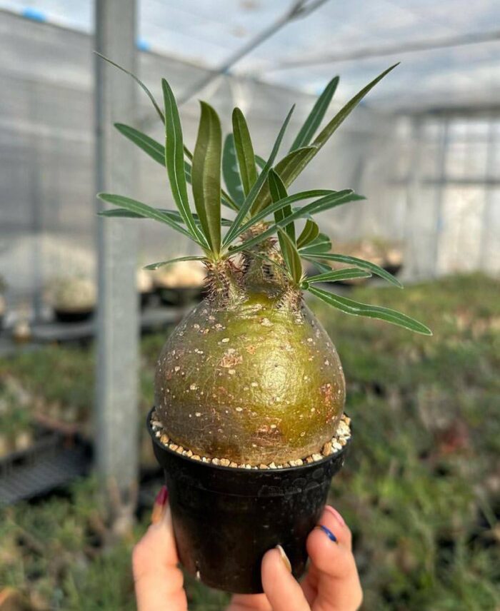 pachypodium gracilius