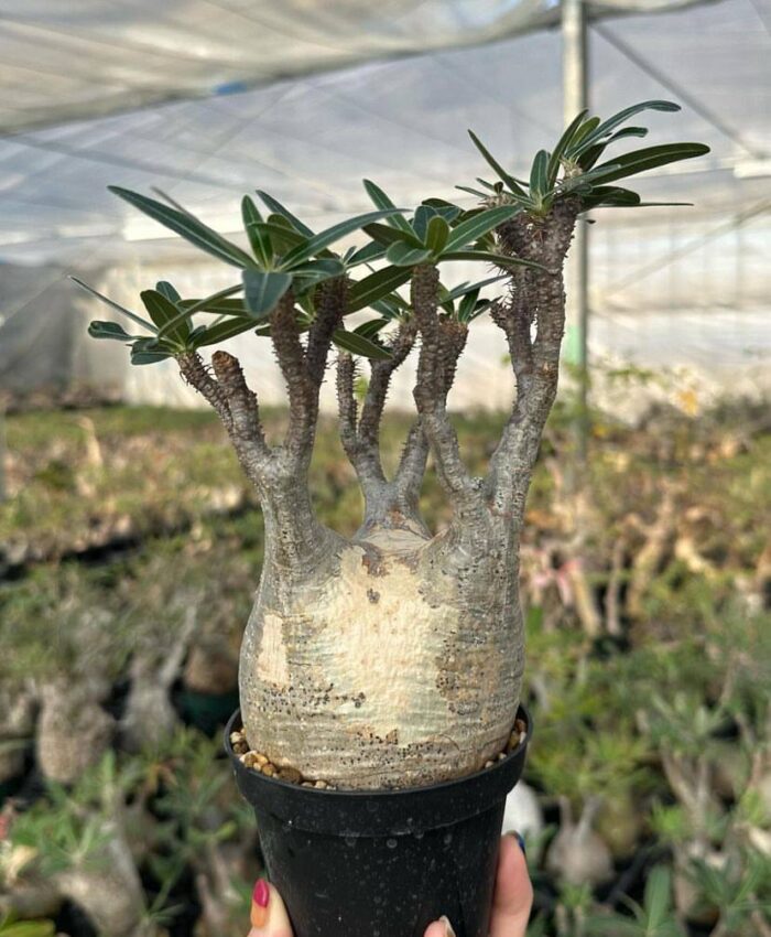 pachypodium gracilius