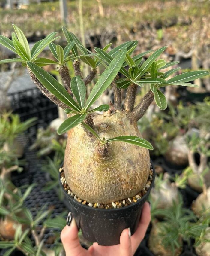 pachypodium gracilius