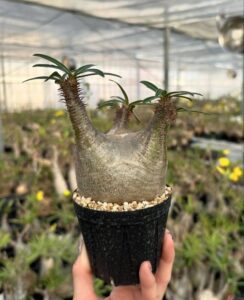 Pachypodium gracilius for sale 