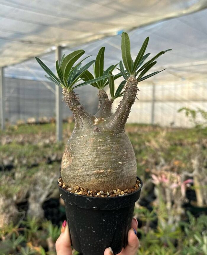 pachypodium gracilius