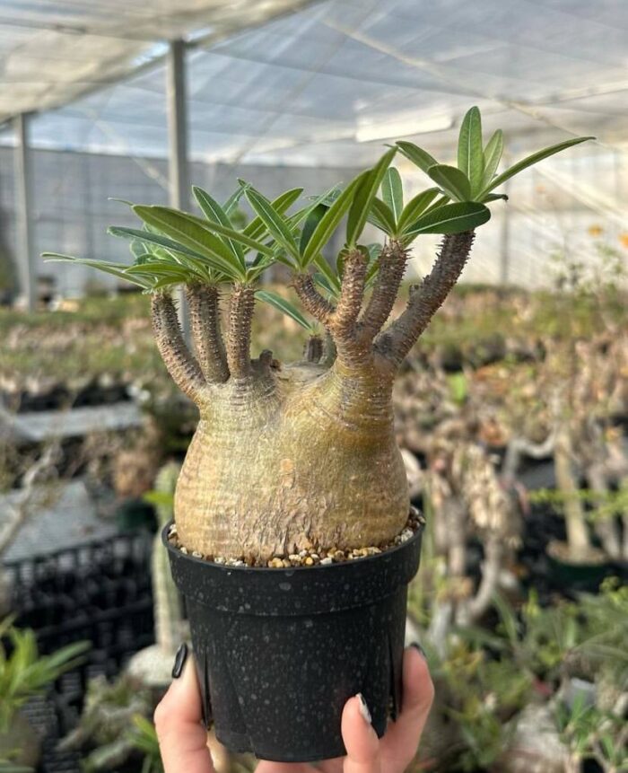 pachypodium gracilius