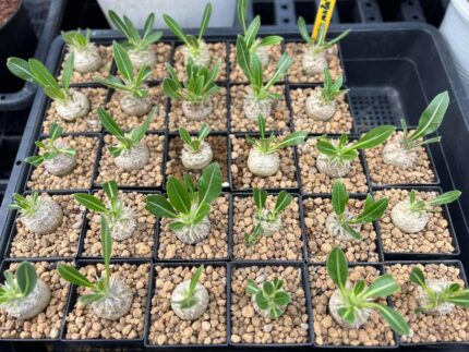 Pachypodium brevicaule seedling