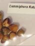 Commiphora kataf seeds