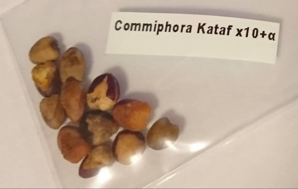 Commiphora kataf seeds