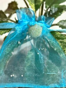 Dorstenia gigas seeds for sale 