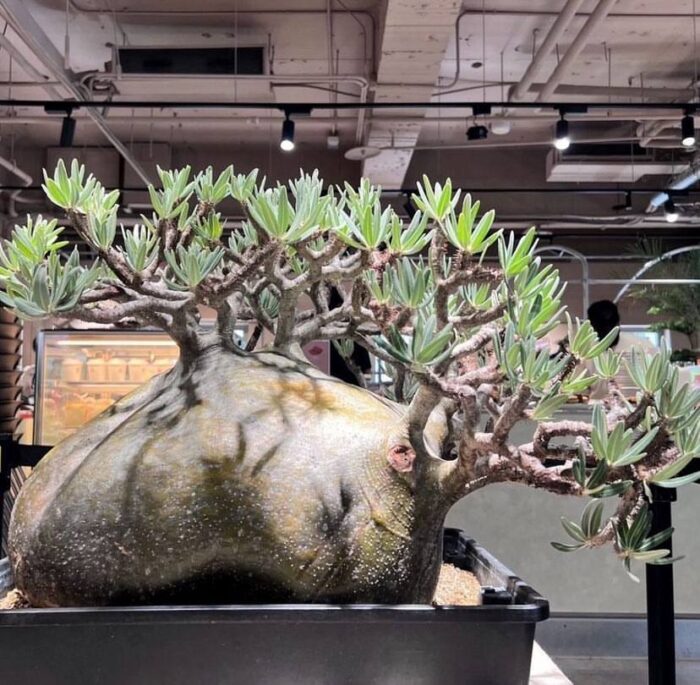 Pachypodium gracilius for sale