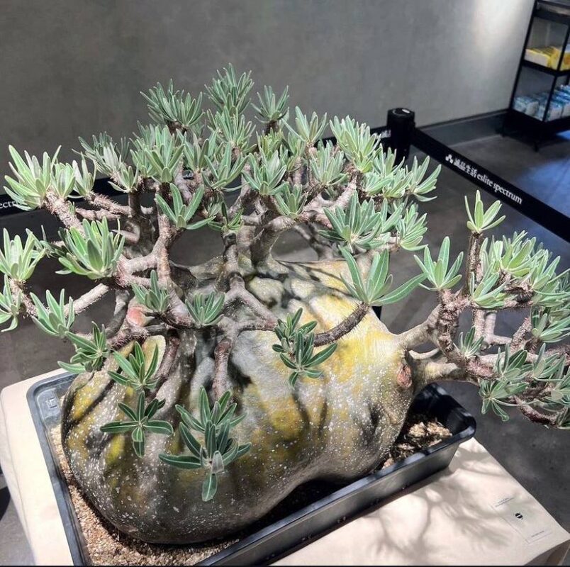 Pachypodium gracilius for sale