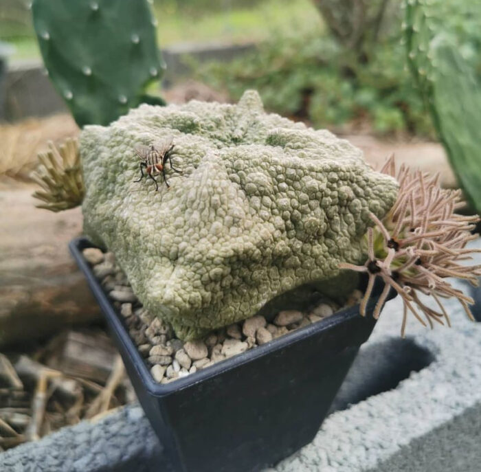 Pseudolithos cubiformis care