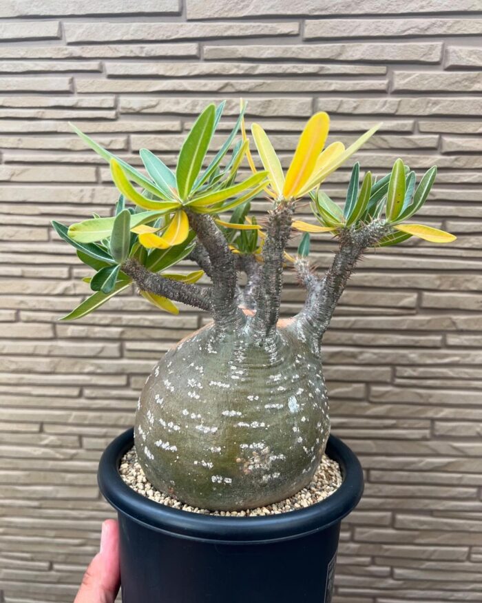 pachypodium gracilius for sale