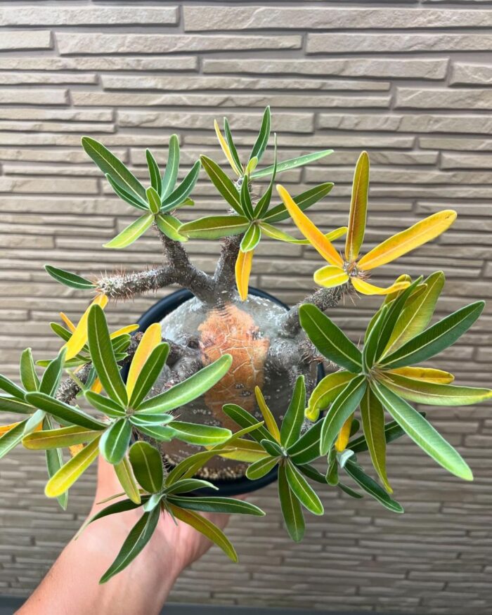 pachypodium gracilius for sale