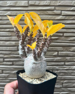 Pachypodium brevicaule for sale 