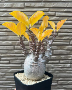 Pachypodium brevicaule for sale