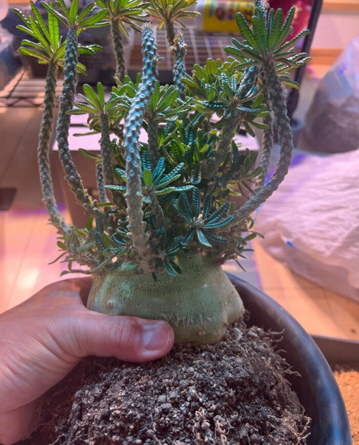 Dorstenia gigas for sale