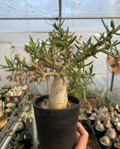 Pachypodium bispinosum for sale 