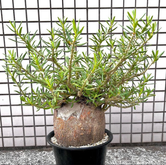 Pachypodium bispinosum for sale