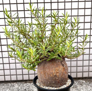 pachypodium bispinosium for sale