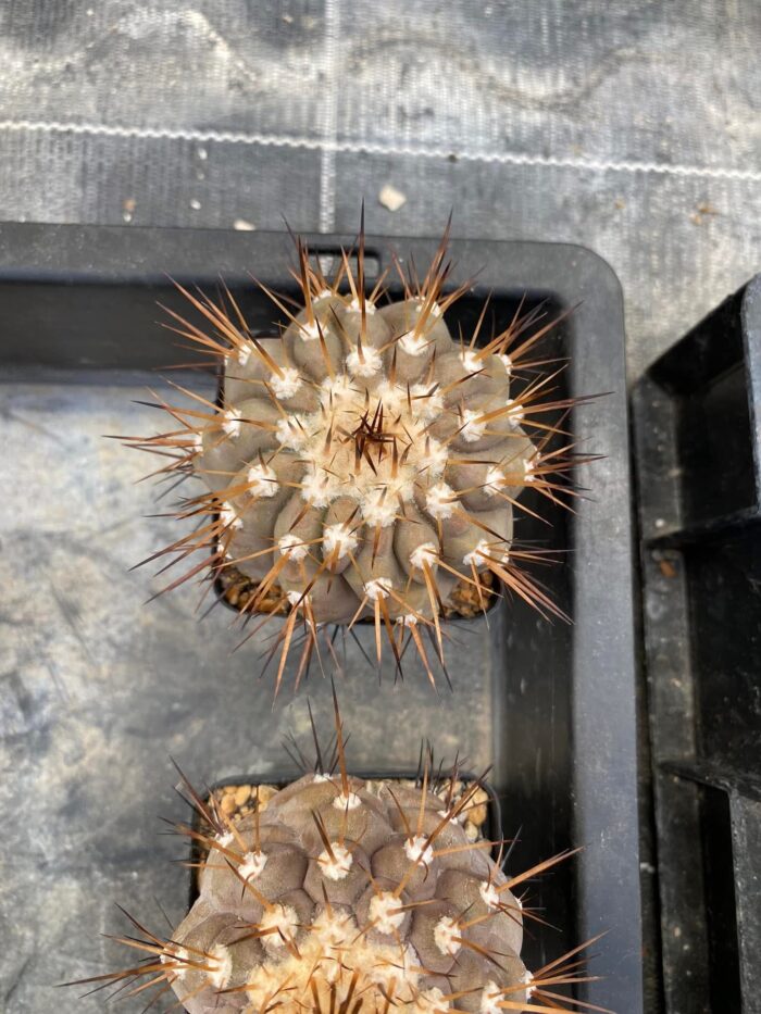 copiapoa cinerea