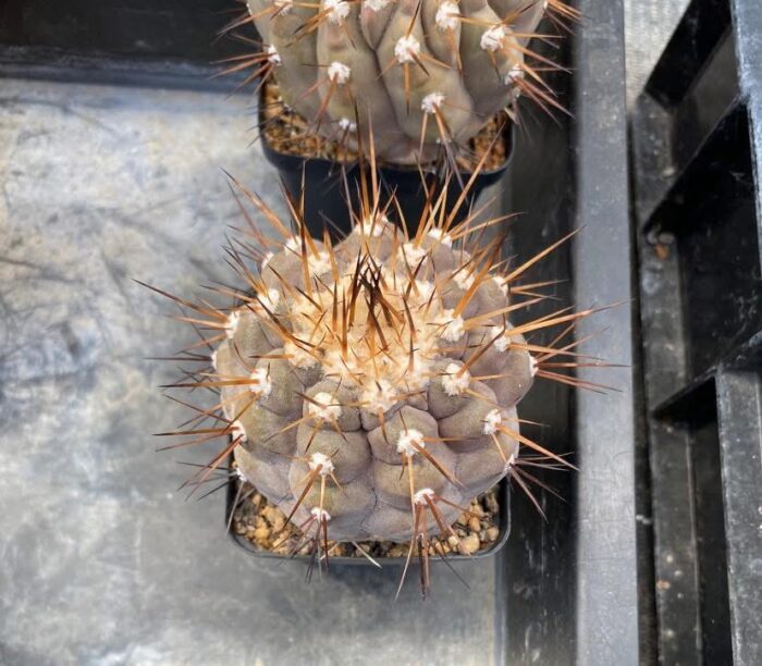 copiapoa cinerea