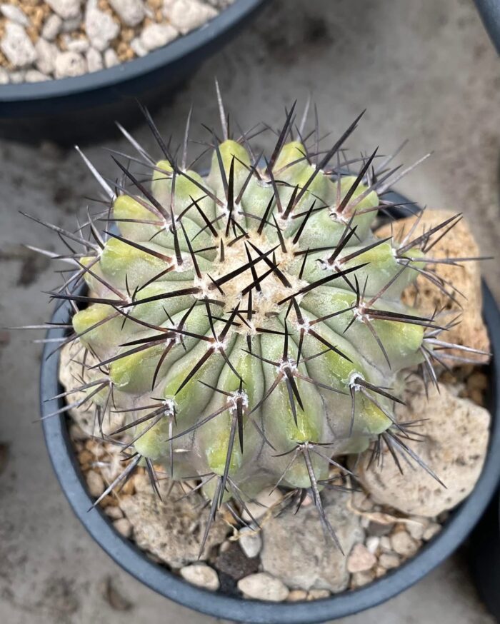 copiapoa cinerea