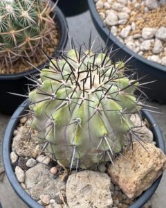 copiapoa cinerea 