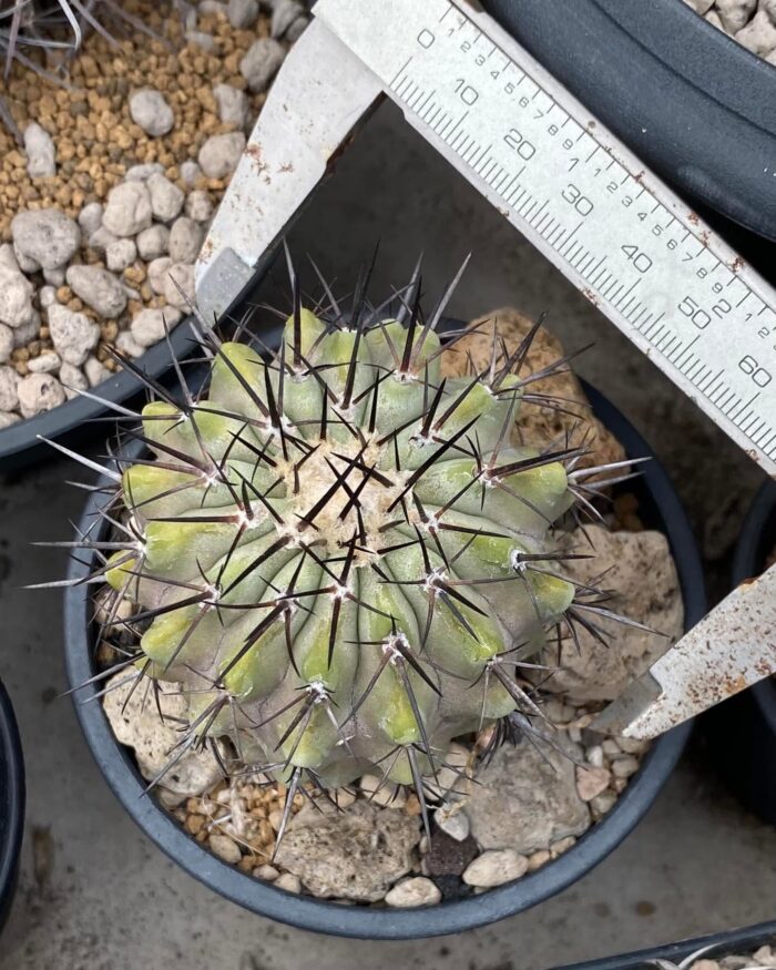 copiapoa cinerea