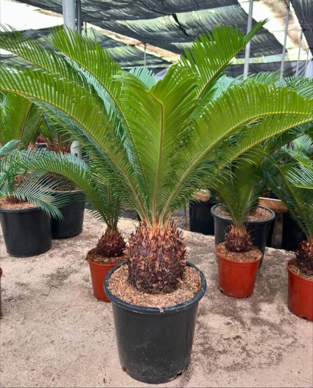 encephalartos cairnsiana for sale