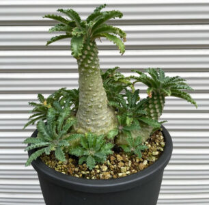 Dorstenia lavrani